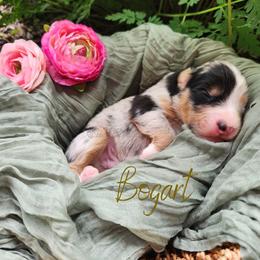 Bogart - The Gentleman - Blue merle male Australian Shepherd puppy in Pittsville, Wisconsin from Match Dot Pup