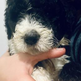 Candy - Parti female Goldendoodle puppy in Waterloo, Illinois from Dreamy Doodles