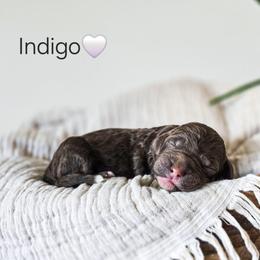 Indigo - Phantom female Poodle puppy in Gaylord, Michigan from Dog Mom Co. Poodles