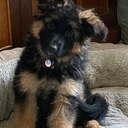 German Shepherd Puppies from Silver Knight Shepherds