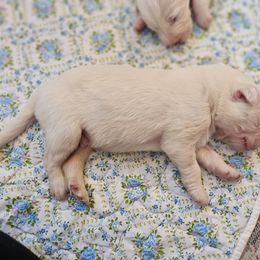 Boy 6 - White male Great Pyrenees puppy in Tombstone, Arizona from WeVolution Off-Grid