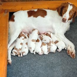 American Water Spaniel and Brittany Puppies from High Hopes Kennel