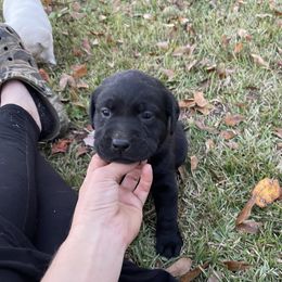Labrador Retriever Puppies from BlackWater Gun Dogs
