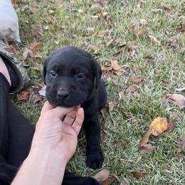 Labrador Retriever Puppies from BlackWater Gun Dogs