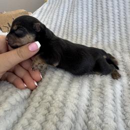 Ketch - Black and tan male Norwich Terrier puppy in Groesbeck, Texas from Ranch 4M