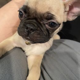 Pug All Grown Up from Pug Life