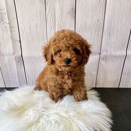 Simba (AKC) - Red  male Poodle puppy in Riverside, California from Red Toy Poodle World