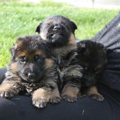 German Shepherd Puppies from vom Haus am Lerchenweg