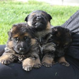 German Shepherd Puppies from vom Haus am Lerchenweg