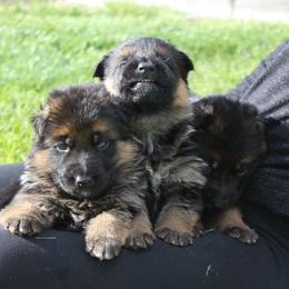 German Shepherd Puppies from vom Haus am Lerchenweg