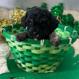 Ireland - Phantom female Poodle puppy in Warren, Michigan from Annette Patterson