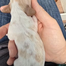 Dots - Piebald male Dachshund puppy in Vernonia, Oregon from Living Hope Dobies and Doxies