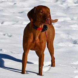Rosie - Vizsla