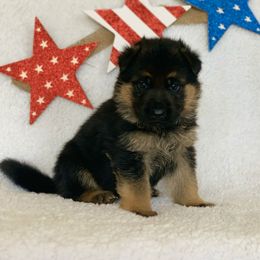 American Leopard Hound, Bluetick Coonhound, and German Shepherd Puppies from Haus Biery German Shepherds, Benchmark Blueticks & Leopard Hounds