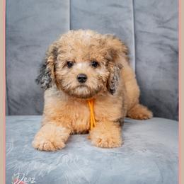 Kingman - Merle male Cockapoo puppy in Connersville, Indiana from Deaz Doodle Ranch