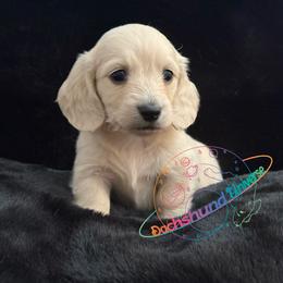 Lyra - Cream female Dachshund puppy in Peyton, Colorado from Dachshund Universe