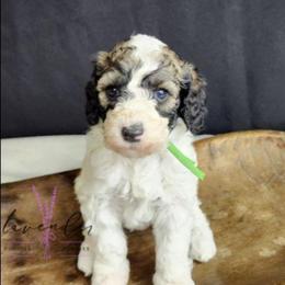Grasshopper - Sable and white male Cockapoo puppy in Mancelona, Michigan from Lavender poodles & doodles