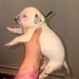 Vice - White and black male Dalmatian puppy in Toledo, Ohio from Exquisite Dalmatians & Standard Poodles