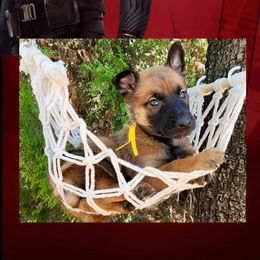 Bucky - Red sable male Belgian Malinois puppy in Chino, California from BlueStone K9