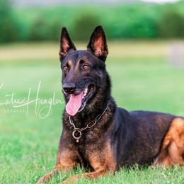 Z - Belgian Malinois