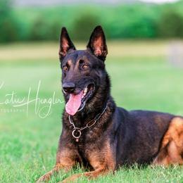 Z - Belgian Malinois