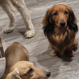 Dachshund All Grown Up from Just home