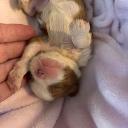 Sherry - Blenheim female Cavalier King Charles Spaniel puppy in Lambertville, Michigan from Dream Dog LLC