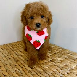 Oliver-Toy Poodle - Red male Companion Cross puppy in Morehead, Kentucky from Paw Perfect Pets