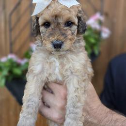 June - Merle female Goldendoodle puppy in Leander, Texas from Doodle Doula
