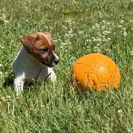 Order of pick determined by order of deposits - White and tan male Russell Terrier puppy in Andover, Connecticut from Frog Hollow Farm