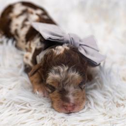 Kit Kat - Chocolate merle female Bernedoodle puppy in Richmond, Texas from Harper’s Heartbeats
