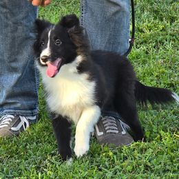 Mushu - Black and white male Shetland Sheepdog puppy in Zephyrhills, Florida from Highland Shelties & Aussies