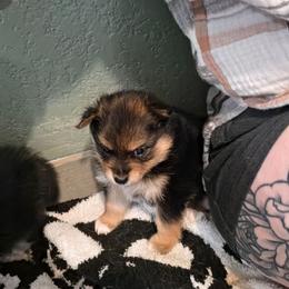 Sprinkles - Black and tan parti female Pomeranian puppy in Benbrook, Texas from J & B Pomeranians/Pomsky's L.L.C