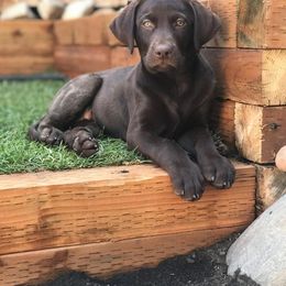 Labrador Retriever All Grown Up from Rocky Mountain Dogs - Utah