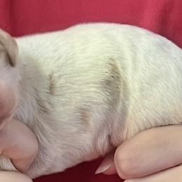 Krystal girl 6 - White and orange female Brittany puppy in Floyd Knobs, Indiana from Cross Creek Brittanys