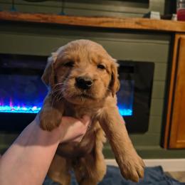 Snowflake (green collar), now Elanor - Golden female Golden Retriever puppy in Tenino, Washington from Oak River Goldens'