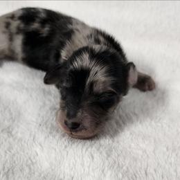 Ruby - Dapple female Dachshund puppy in Anaconda, Montana from Williams Family Dachshunds