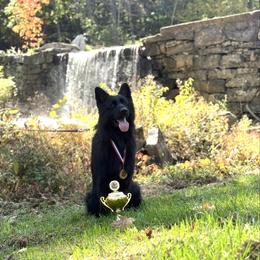 Carlos - German Shepherd