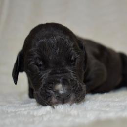 Woodford Reserve - Black and white male Great Dane puppy in Chapmansboro, Tennessee from Balthrop Bend Farms
