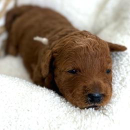 White collar - Red  female Goldendoodle puppy in Monrovia, California from Fancy Paws Inc