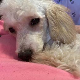 Kandy - Apricot female Poodle puppy in Pounding  Mill, Virginia from Rosa's Chihuahuas