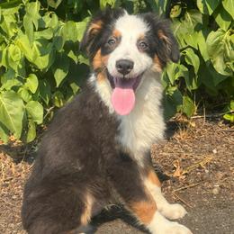 Refund- black tri male 7 - Black tri-color male Australian Shepherd puppy in Chehalis, Washington from Wandering Acres Ranch
