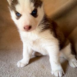 Koda - Red and white female Siberian Husky puppy in Grant City, Missouri from Timberline Paws