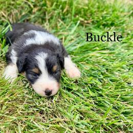 Buckle - Black tri-color female Australian Shepherd puppy in Vernal, Utah from Dancing M Kennels