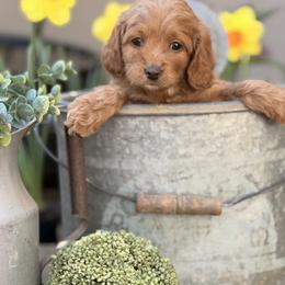Adelaide - Red and white female Cockapoo puppy in Alexandria, Alabama from Bright and Beautiful Cockapoos and Doodles