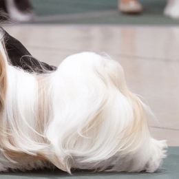 Shih Tzus from Maldiz shih tzu