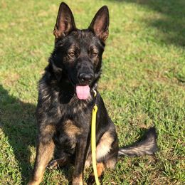 German Shepherds from Vom Haus Legacy