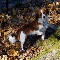 Nederlandse Kooikerhondjes from West Side Kooikers