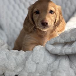 Dachshund Puppies from Dash of Love