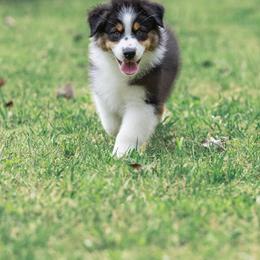 Australian Shepherd Puppies from Ausdauer Australian Shepherds